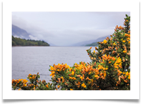 Gorse and TheGreatGlen - Jackie Tucker